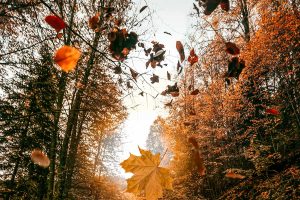 Falling Leaves